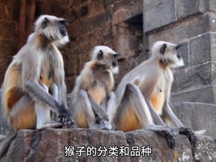 猴子的分类和品种 #金丝猴 #考拉 #动物科普 #动物冷知识 #小浣熊 #保护动物 #熊猫 #保护动物人人有责 #人与自然 #世界野生动植物日