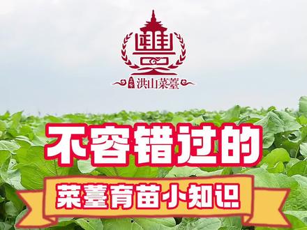 不容错过的菜苔育苗小知识。#洪山菜苔基地 #洪山菜薹育苗 #洪山菜苔种植 #瑞丰洪山菜薹 #种植小技巧