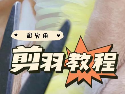 鹦鹉到底要不要剪羽?手把手实用教程都在这里了#萌宠 #鹦鹉日常 #鹦鹉剪羽 #如何养鹦鹉 #铲屎官的乐趣