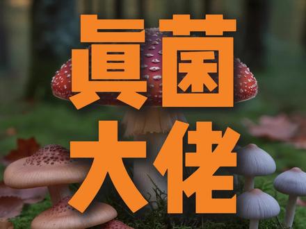 森林地下话事人--蘑菇 #科普 #生物科普