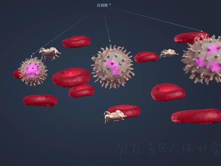 【血液解剖结构】血液里有哪些成分? #人体结构 #人体冷知识 #人体解剖学 #人体科学 #人体细胞