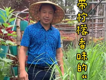 形似杂草的柠檬香茅,竟然有这么多功效!你对它了解多少? #香草植物