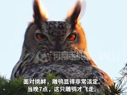 北京天坛公园来了只雕鸮,遭乌鸦和灰喜鹊轮番骚扰驱赶,面对挑衅雕鸮淡定应对。