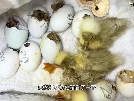 凤头鸭出壳啦#人工孵化 #凤头鸭 #孵蛋