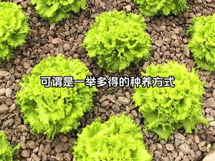 将蔬菜种植在石头地里,竟然是一种鱼菜共生的系统! #种植小技巧 #鱼菜共生 #科普 #涨知识 #石头上种菜