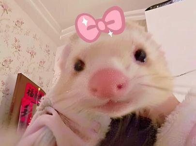 如何拥有一只香喷喷的小貂宝~ 噗噗仔真的不臭,不管是来家里玩的朋友还是路人宝宝,都说咱家噗噗干干净净香喷喷嘟,这就是原因啦!ps:老爸说的巴比虎是什么,有人知道吗???#万物可爱计划 #养宠人的治愈谁懂啊 #异宠 #萌宠出道计划 #斑比一家人