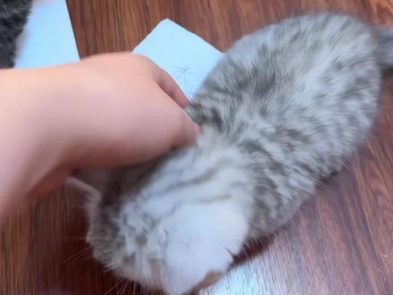 小猫咪护食就得挨打#猫猫闭眼开启防御模式 #创作者中心 #创作灵感