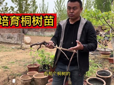 本该扔掉的桐树根,我看它已经有叶芽,索性就把它种在院子里! #改造小院 #田园生活