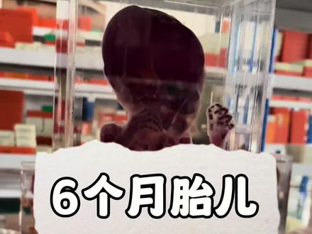 6个月的胎儿 #博物馆 #胚胎发育 #科普知识