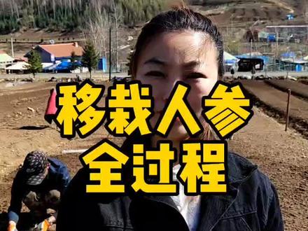 人参种子种植两年后刨出来出来就是人参栽子,通常再换一片没种过人参的土壤,移栽2~3年,就可以收货加工生晒白参,红参了👍👍👍也就是4~5年参龄!#三农 #新农人计划 #优质农产品