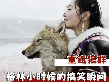 属于是玻璃渣里找糖吃了#重返狼群 #搞笑 #纪录片