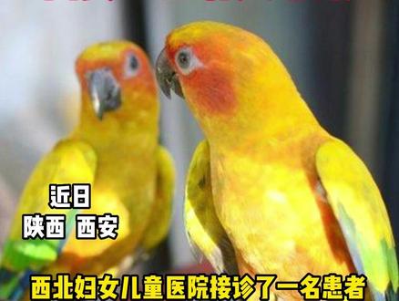 西安一14岁少年养鹦鹉确诊鹦鹉热,已有人感染#西安 #疾病