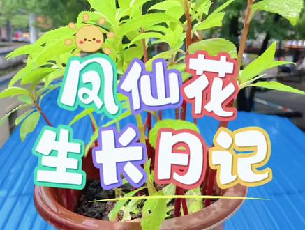 凤仙花生长日记#凤仙花 #大自然的美