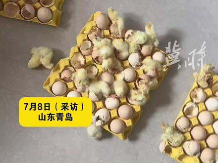 “一开门全家傻眼!”两天不在家 三盘鸡蛋直接变小鸡,网友:本来是准备吃的!现在得准备吃的(感谢@可可可心 分享) #万万没想到 #萌宠 #活珠子