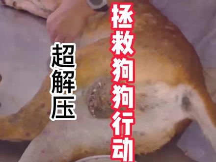 超解压,拯救狗狗行动,去除狗狗身上的虫子#马蝇幼虫 #动物救助 #解压视频 #强迫症看了很享受