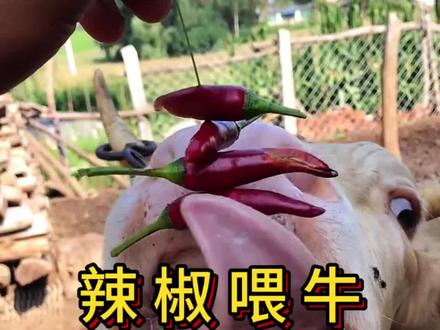 喂牛吃辣椒#牛 #养牛 #养牛技术 #养牛经验 #养牛知识