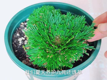 有水就能活,样子像花朵的九死还魂草这样养,绿油油,真好看#花卉绿植 #好物推荐🔥 #一平米田园梦
