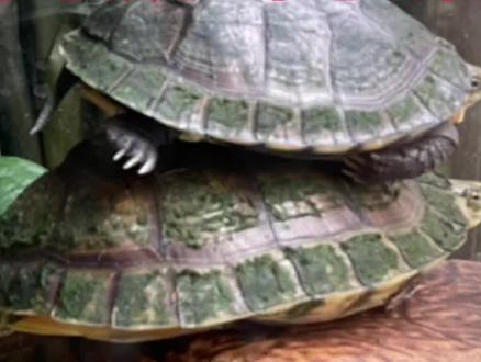 大乌龟驮小乌龟的寓意?#金钱龟 #观赏龟 #龟 #哲理人生 #故事 #奇妙的动物