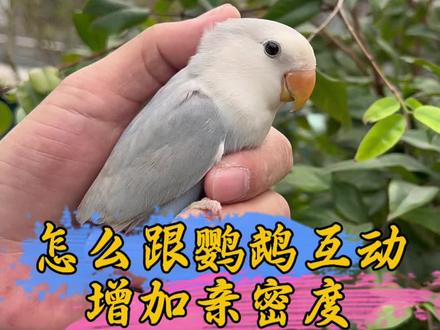 怎么跟鹦鹉互动增加亲密度#鹦鹉鹦鹉萌萌哒逗鹦鹉 #鹦鹉 #手养鹦鹉 #宠物 #萌宠