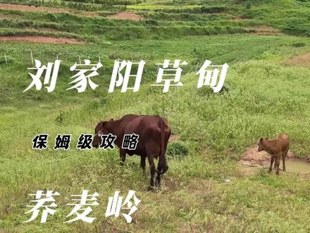 打卡电视剧主角外景拍摄地,赏荞麦花海,保姆级攻略 #西安遛娃 #荞麦岭 #刘家阳坡