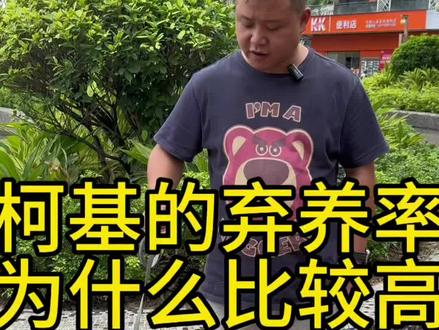 柯基的弃养率为什么高#柯基