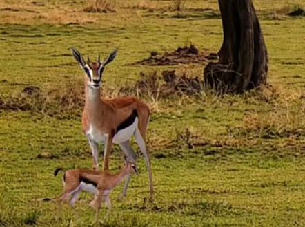 诡异短片(救救 8) #诡异#恐怖#短片#动物#胆小慎入