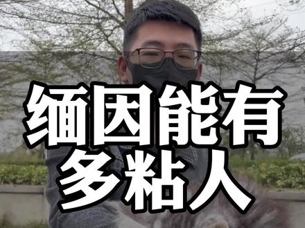 缅因猫能有多粘人?建议大家不要盲目入手缅因,太多不纯的了,怎样选缅因猫?#萌宠推荐官 #缅因猫 #缅因