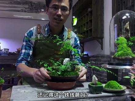 铁线蕨微栽制作(2)