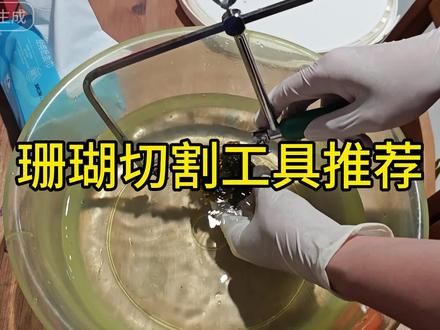 珊瑚切割工具推荐#海缸 #水族