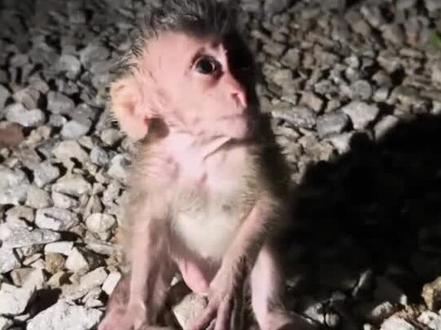 平时作恶多端的二哈碰上膏药猴被整崩溃了,这回终于遭到了制裁。 #膏药猴 #小猴子 #解压 #手提包 #动物趣闻