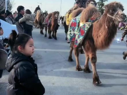 #同城热门 #正能量 骆驼队今天正式进入灵宝,因喜欢三门峡步伐放缓,在崤函大地停留11天