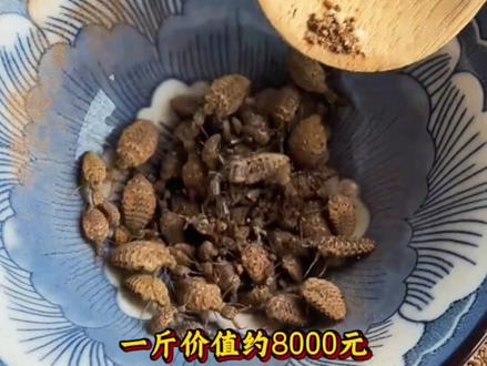 分享科普奇特珍贵的药材。你见过吗?#珍贵药材 #野生