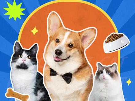 比熊犬的5大优点和3大缺点#犬种介绍 #比熊 #比熊犬 #狗狗 #狗是人类最忠诚的朋友