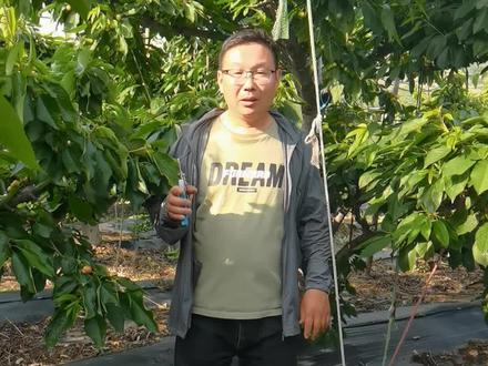 大樱桃种植细节,怎么样让樱桃长得更好,朋友们可以参考一下。#大樱桃种植管理 #果树种植管理 #车厘子大樱桃