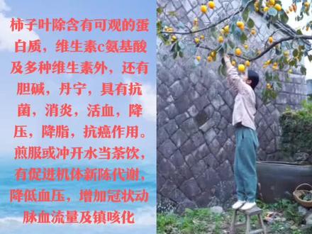 柿子叶好药材分享给大家收藏