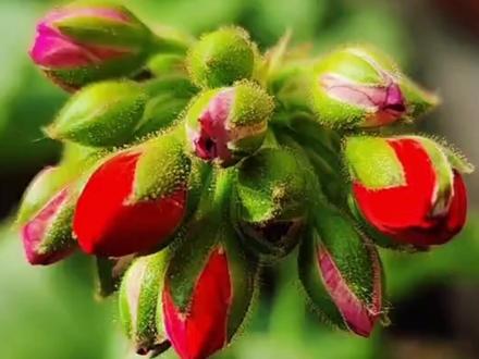 讲解天竺葵扦插和安全度夏的方法 #天竺葵度夏 #花卉盆栽 #园艺花卉