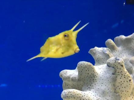 观赏鱼不开心就放毒,头上长犄角,身披剧毒甲,号称“天线宝宝”