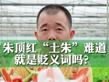 朱顶红中的”土朱“,真的都是不值一文的吗?#朱顶红 #清风的花园 #花卉绿植