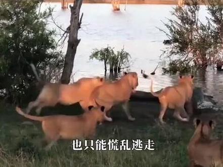 看鸵鸟如何pk狮子#神奇动物在抖音 #爱护大自然保护野生动物 #动物世界看人生百态 #有趣的知识又增长了