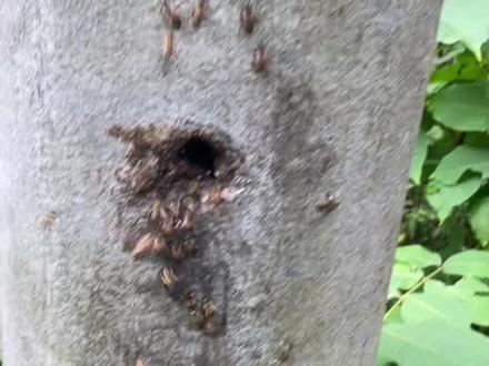 树洞石洞墙洞电线杆蜜蜂收蜂方法#户外找蜂 #诱蜂 #农村养蜂人