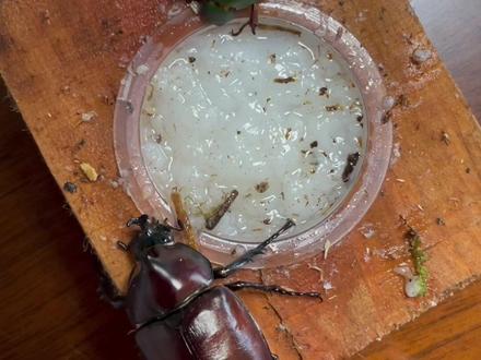 两只好看的甲虫:) #独角仙 也叫双叉犀金龟与#丽金龟