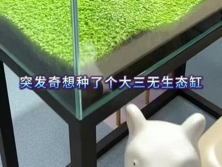 水草种子迷你对叶草鱼缸毛水草增氧水草种子摆件造景水培草种子