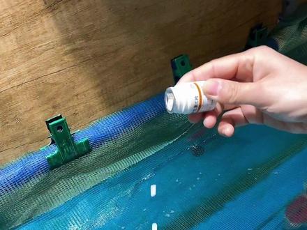 新鱼应激怎么办?这种辅助小方法了解一下!#锦鲤 #锦鲤鱼池