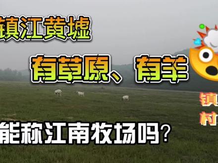 镇江这个地方,有草原、有羊群,能称为江南牧场吗?这里景观怎样 #生态放养 #放羊人 #绿水青山我的家 #草原 #生态环境
