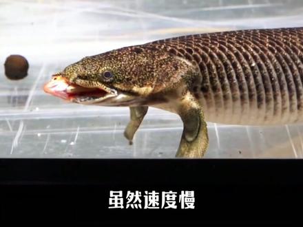 养一缸长相凶猛的鱼当宠物,观察他们相互抢食的一天 #火箭鱼 #鲶鱼 #红尾战船鱼 #恐龙鱼 #罗非鱼