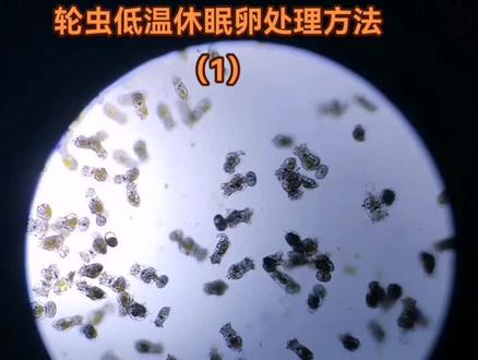 有冬季轮虫繁殖问题的朋友们可以看看这两期的讲解,希望对你有帮助!#轮虫#微生物#加州鲈鱼苗#水花开口料 #实验室日常