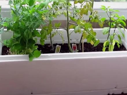 阳台上种菜的泡沫箱,真的对人体有害吗?种出来的菜会变成毒菜吗? #生活常识 #种菜 #泡沫 #毒菜