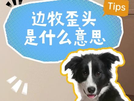 边牧的每一次歪头杀,都代表着不同的含义! #边牧 #狗狗歪头 #养宠小知识 #萌宠出道计划 #边牧冷知识