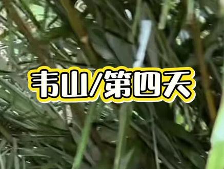 我的炕有点dang哦#老六荒野#荒野求生 #荒野搭建