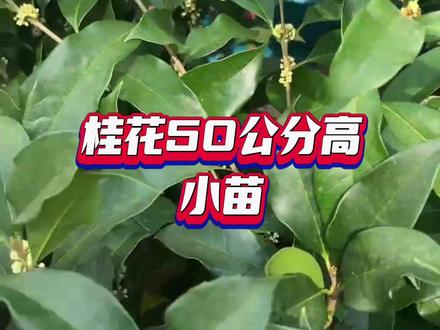 #桂花#沉香桂#四季桂 #抖音助农 #创意 原生的嫁接的金桂丹桂四季桂小苗,高度50左右,量大的来